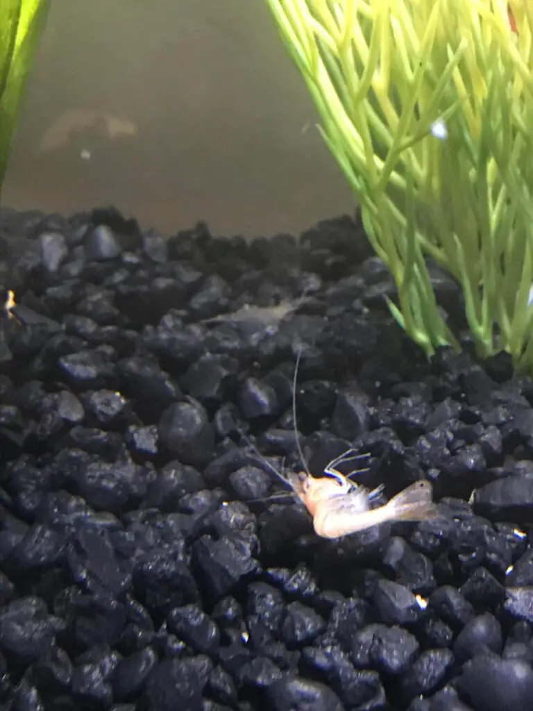 Is My Shrimp Dead Or Molting?