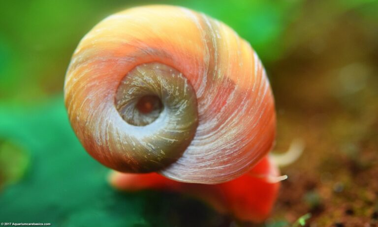 Do Ramshorn Snails Eat Algae?