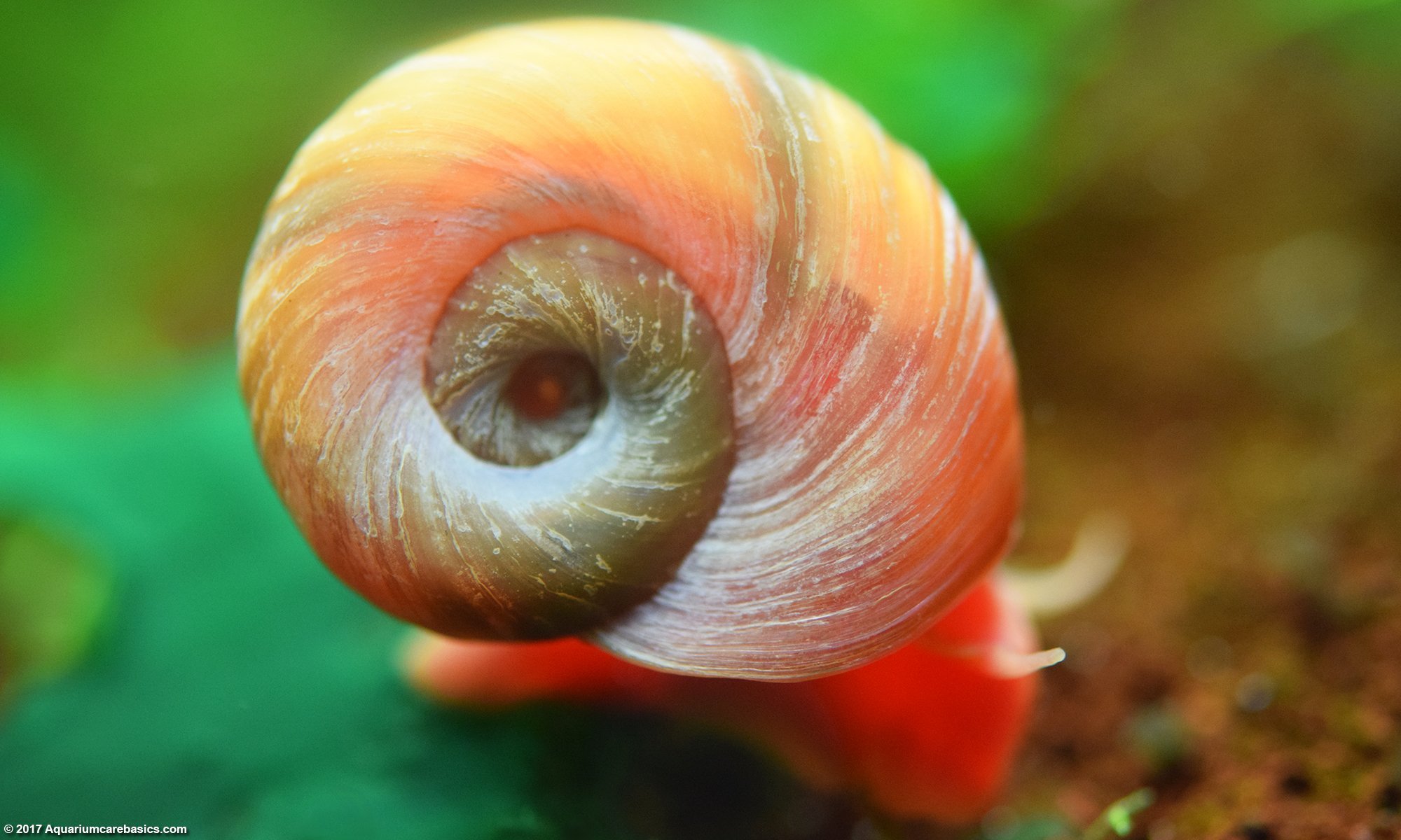 https://aquariumia.com/do-ramshorn-snails-eat-algae/