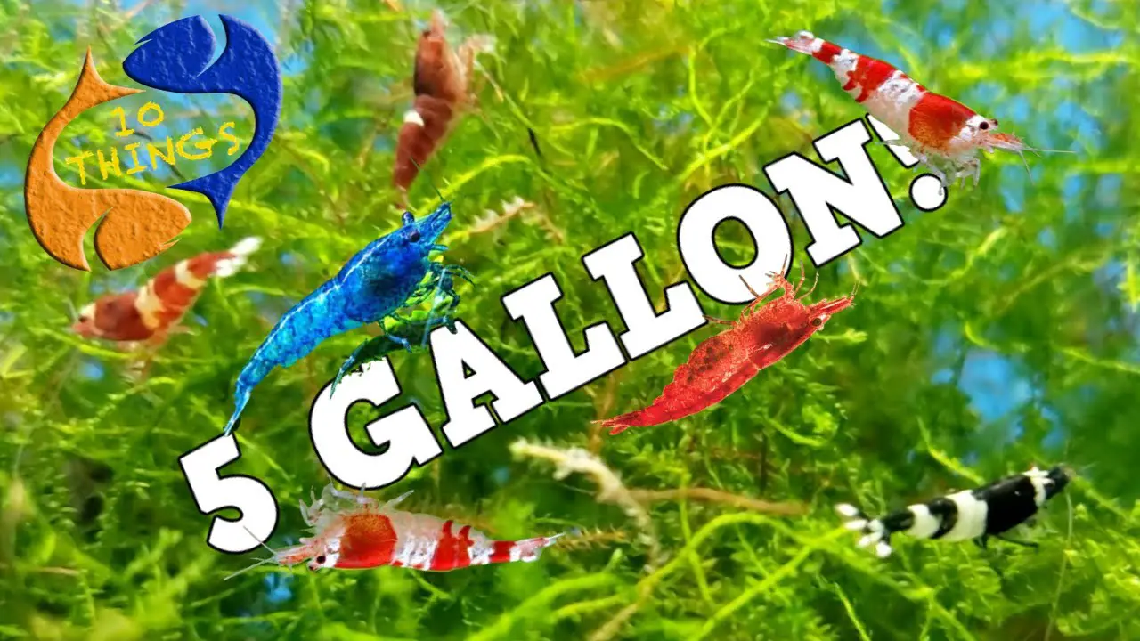 https://aquariumia.com/best-fish-for-5-gallon-tank/