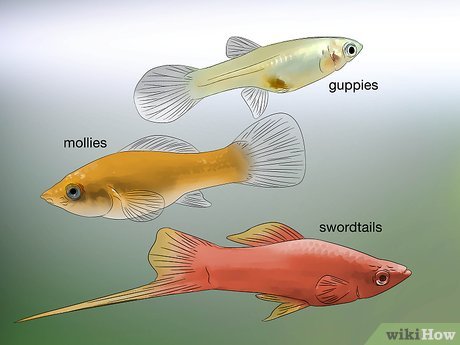 https://aquariumia.com/page/39/