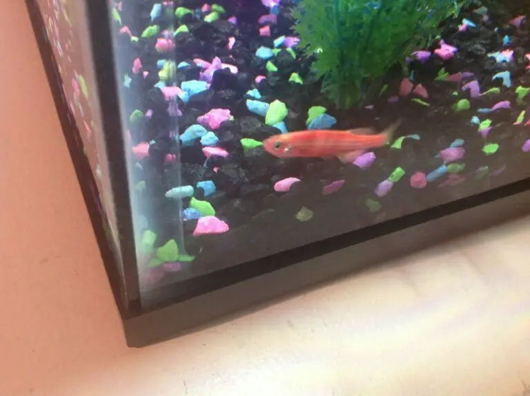 Glofish Laying on Bottom of Tank
