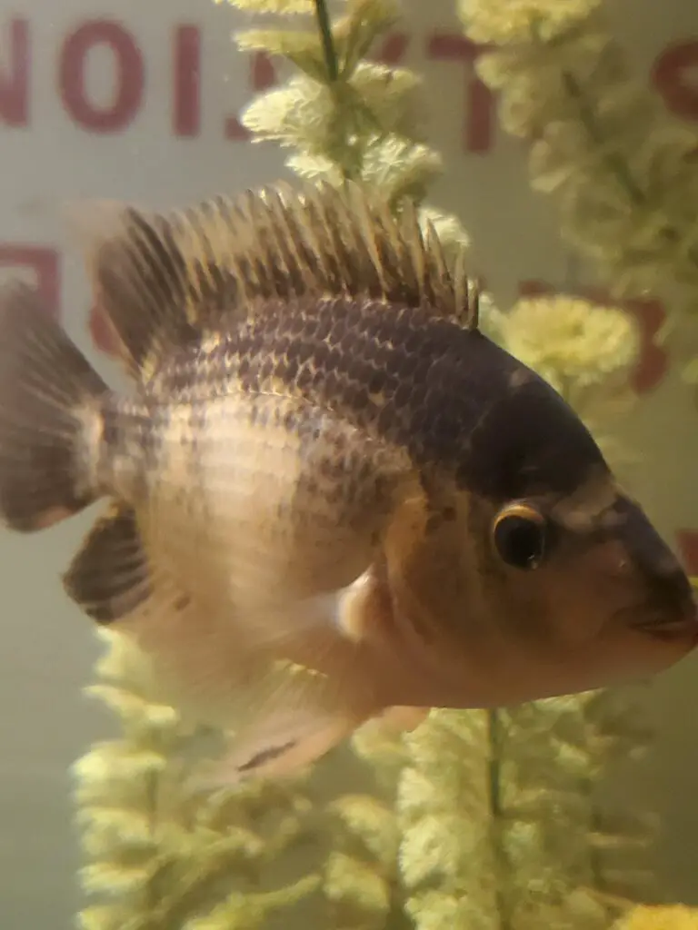 Why is My Cichlid Turning White?