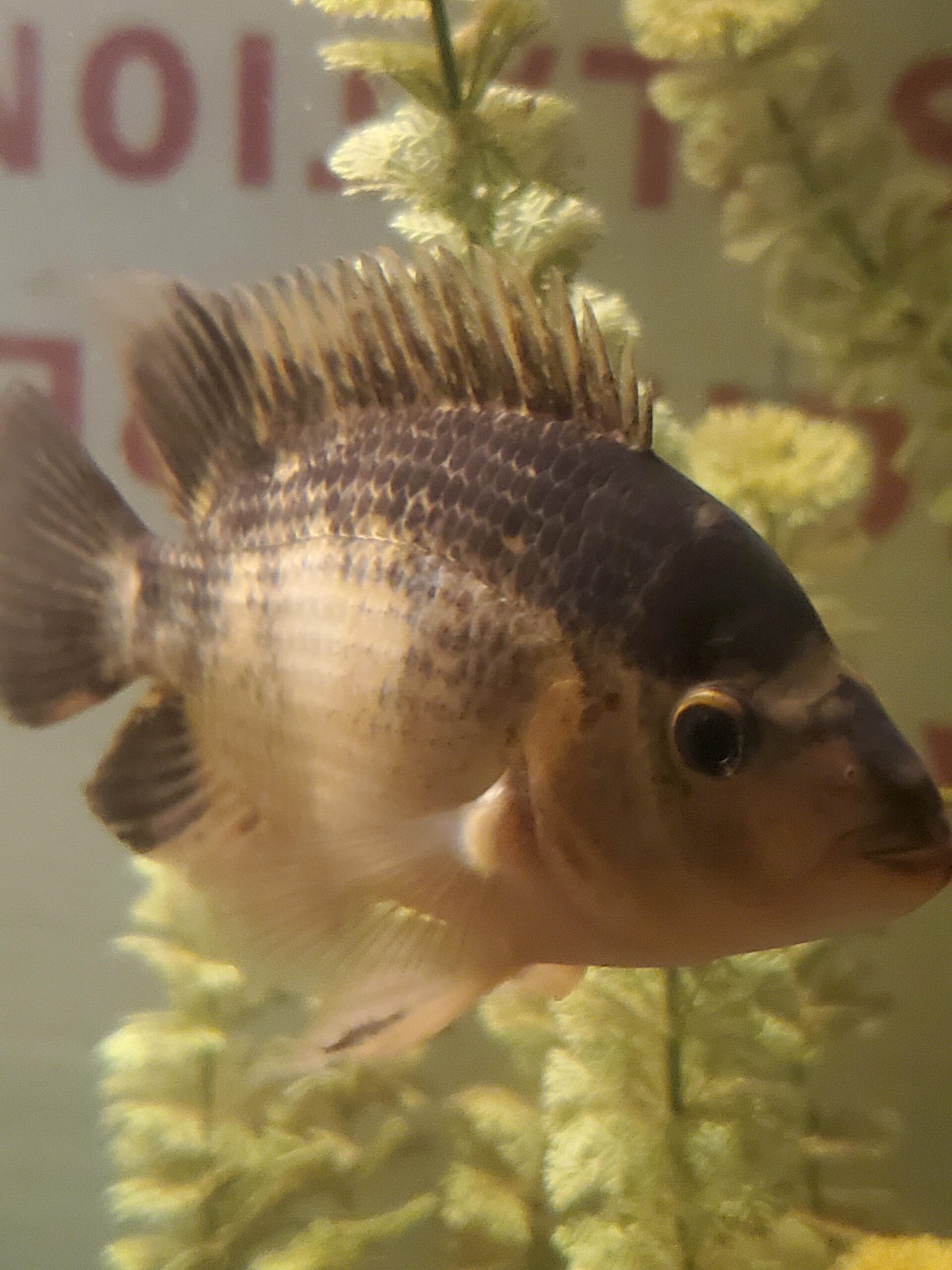 https://aquariumia.com/why-is-my-cichlid-turning-white/