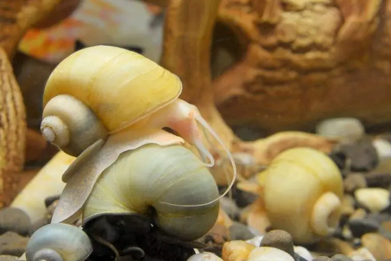 How to Stop Mystery Snails from Breeding?