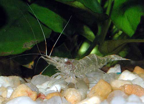 https://aquariumia.com/ghost-shrimp-saltwater/