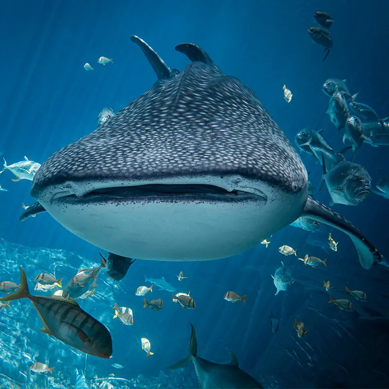 https://aquariumia.com/does-atlanta-aquarium-have-whale-sharks/