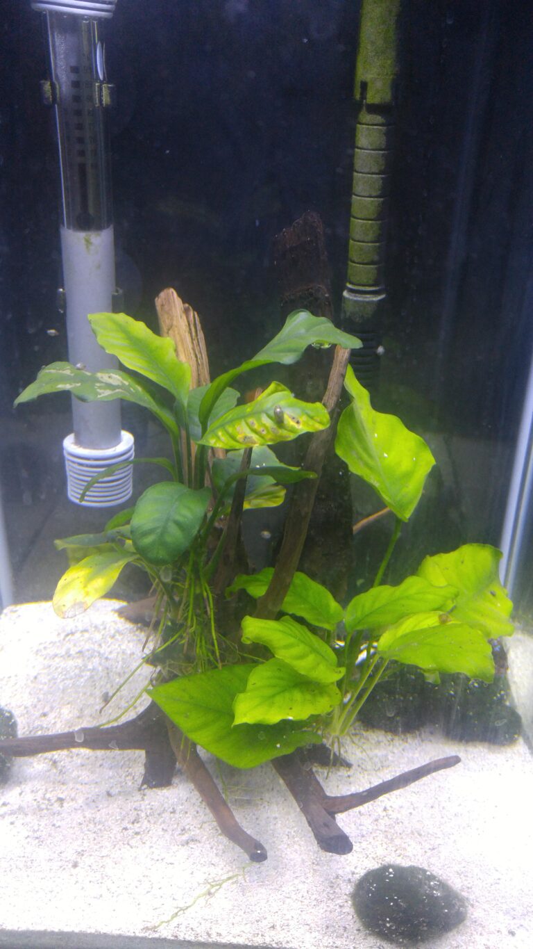 Anubias Leaves Turning Yellow