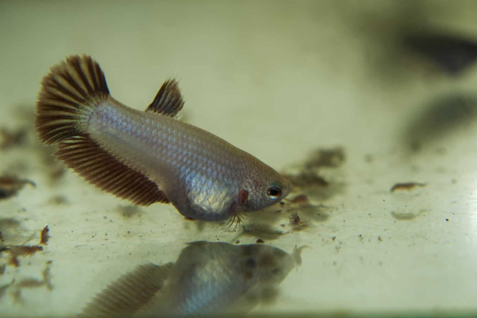 How to Treat Constipation in Betta Fish? Aquariumia