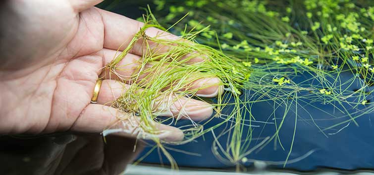 https://aquariumia.com/can-i-put-river-plants-in-my-aquarium/