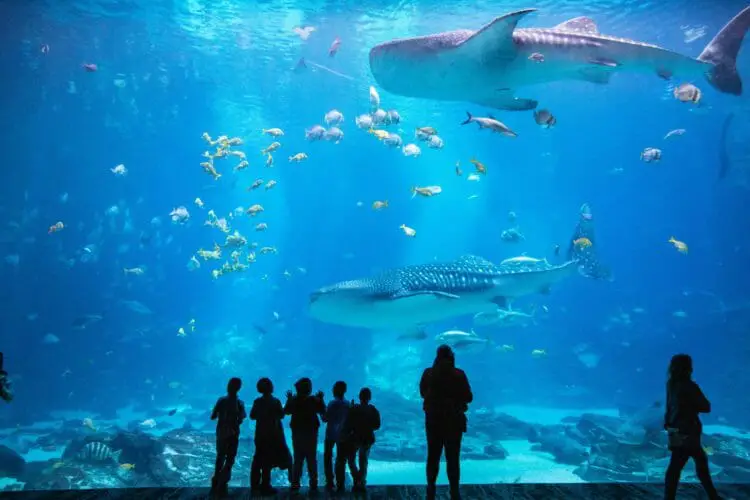 https://aquariumia.com/is-the-atlanta-aquarium-indoors/