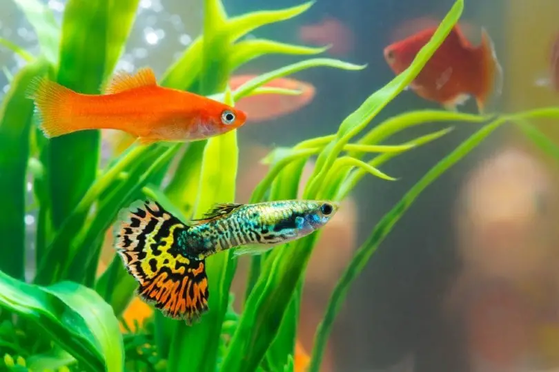 https://aquariumia.com/blog/page/30/