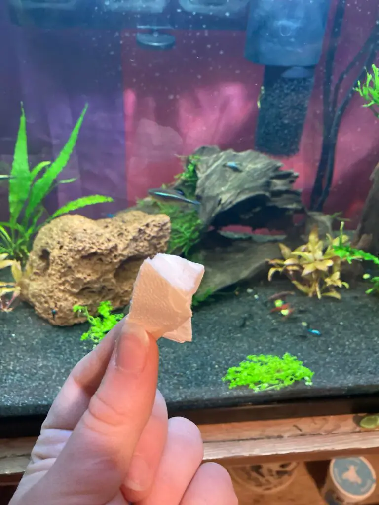 How Much Cuttlebone to Add to Aquarium?