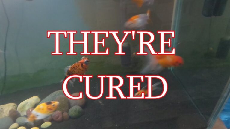 Does Aquarium Salt Cure Swim Bladder?