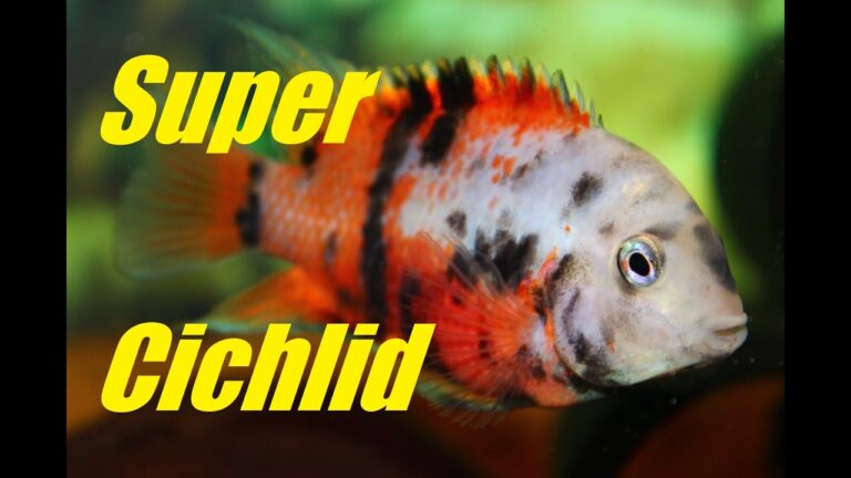 Different Types of Convict Cichlids