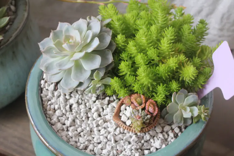 Can You Use Aquarium Gravel for Succulents?
