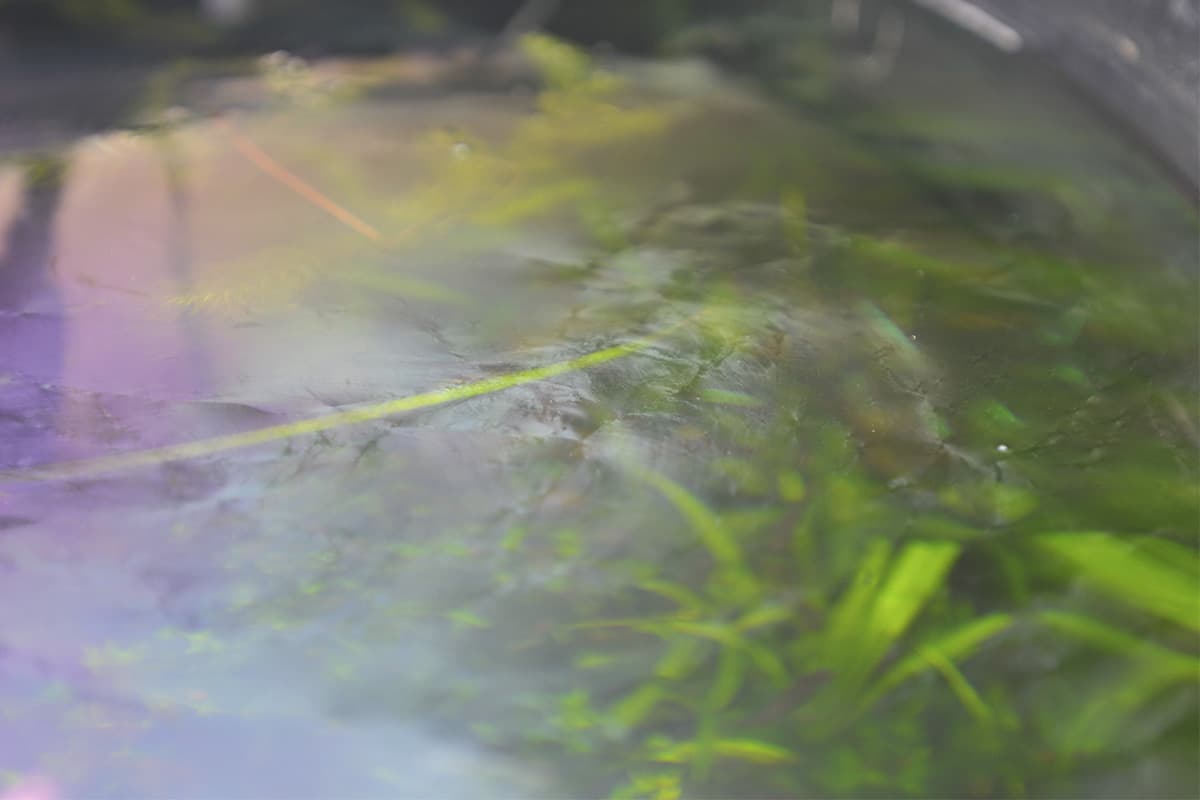 https://aquariumia.com/how-to-get-rid-of-biofilm-in-aquarium/