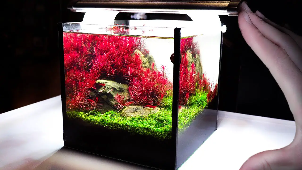 https://aquariumia.com/shrimp-1-gallon-tank/