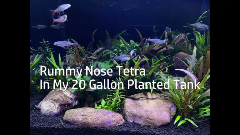 How Many Rummy Nose Tetra in a 20 Gallon?