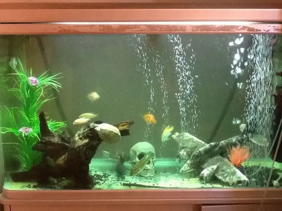 https://aquariumia.com/how-much-oxygen-should-be-in-fish-tank/