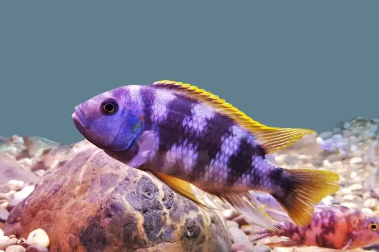 African Cichlid Tank Mates