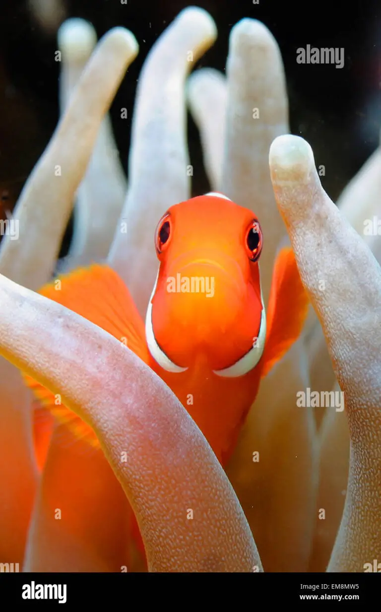 Are Clownfish Cannibals?
