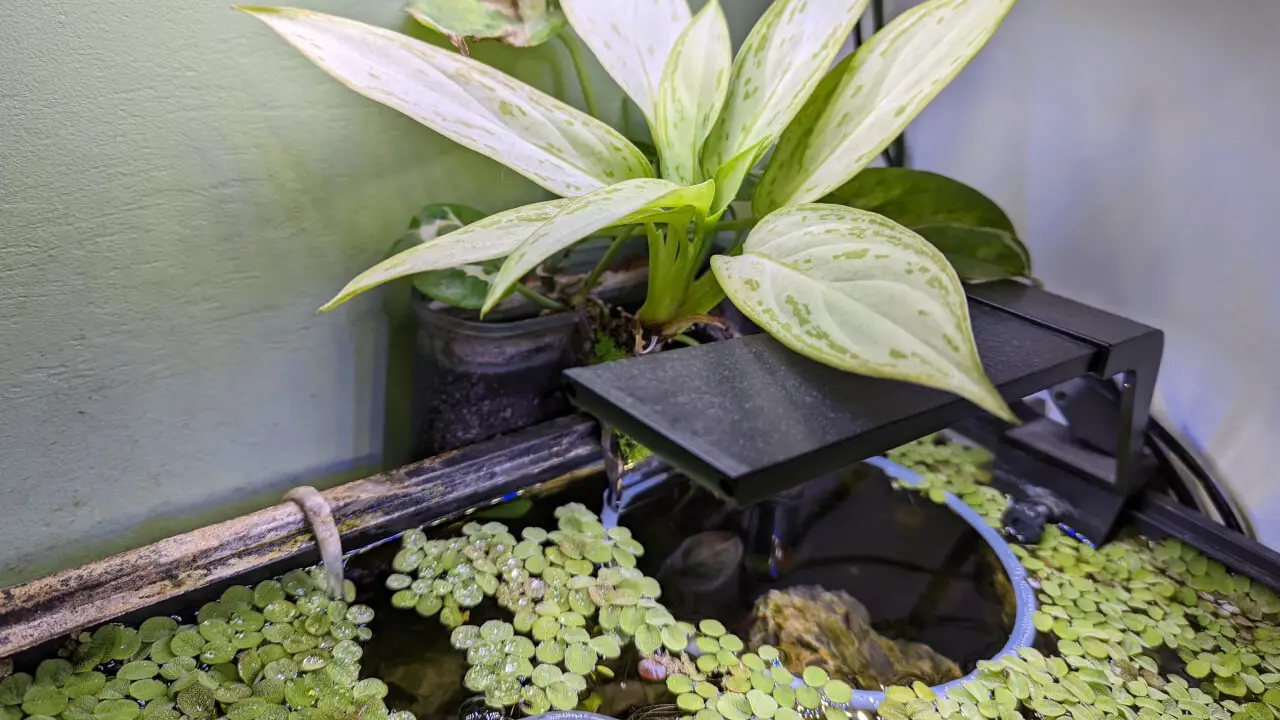 https://aquariumia.com/blog/page/28/