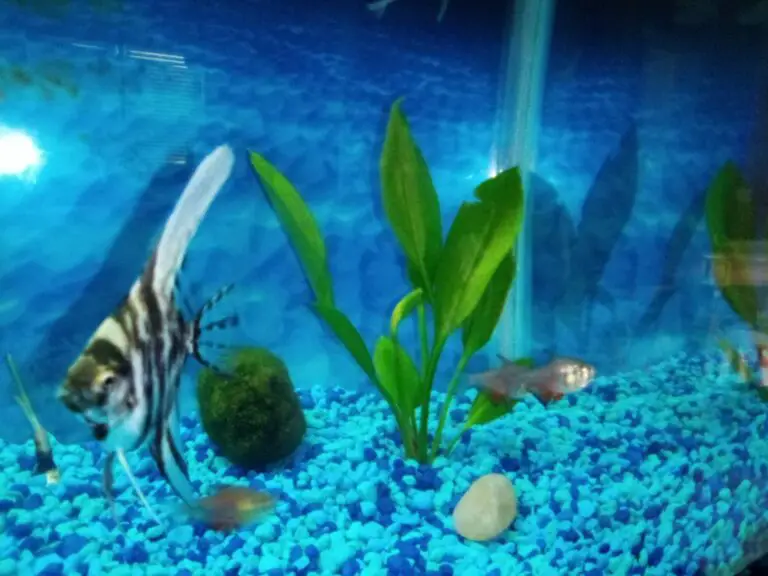 Do Angelfish Eat Snails?
