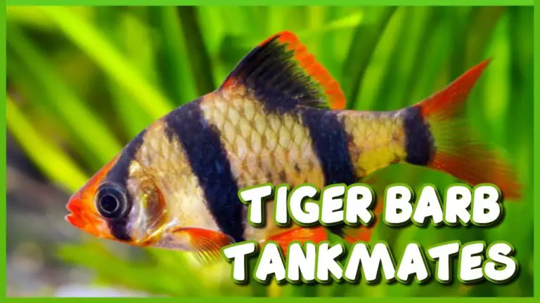 Tiger Barb Tank Mates