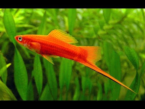 https://aquariumia.com/can-swordtail-fish-live-with-goldfish/