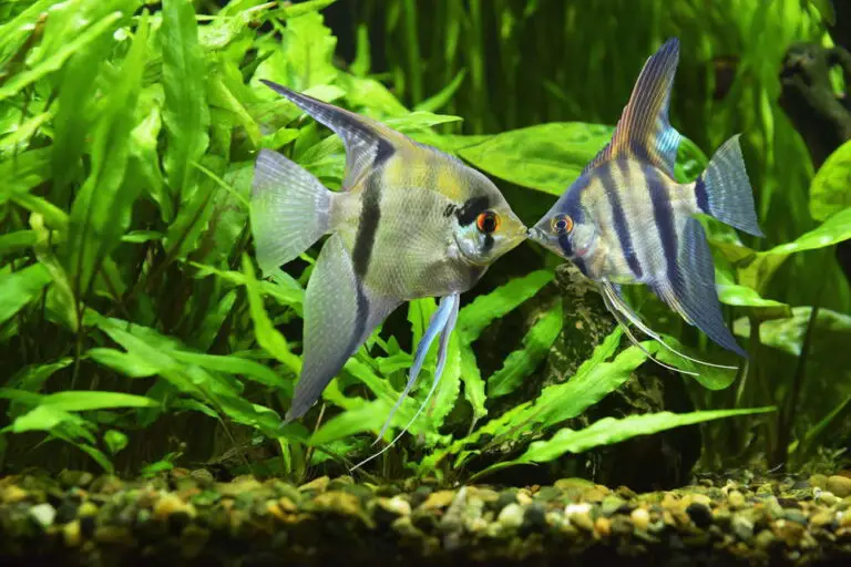 Best Fish for 29 Gallon Tank