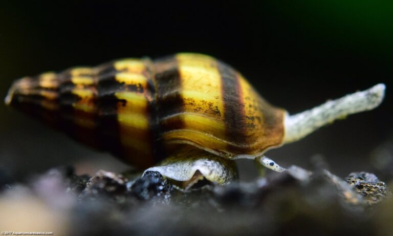 Can Assassin Snails Live With Mystery Snails?