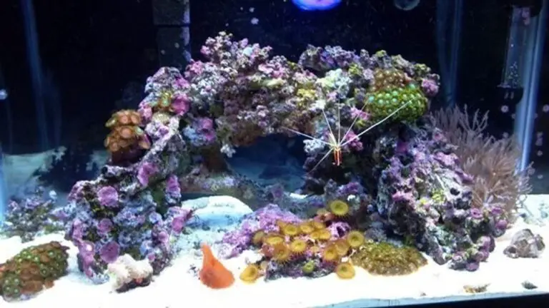 Live Rock for Saltwater Aquarium: The Heart of Your Marine Aquarium
