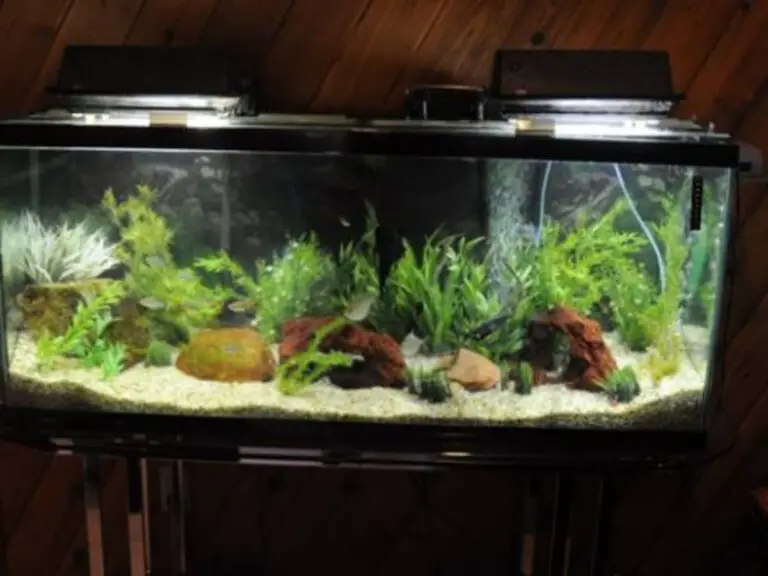 How Much Gravel for a 15 Gallon Fish Tank?