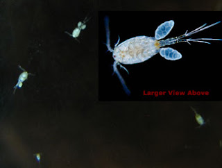 https://aquariumia.com/blog/page/12/