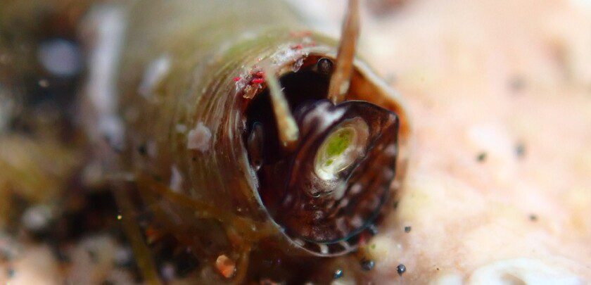 https://aquariumia.com/vermetid-snails-good-or-bad/