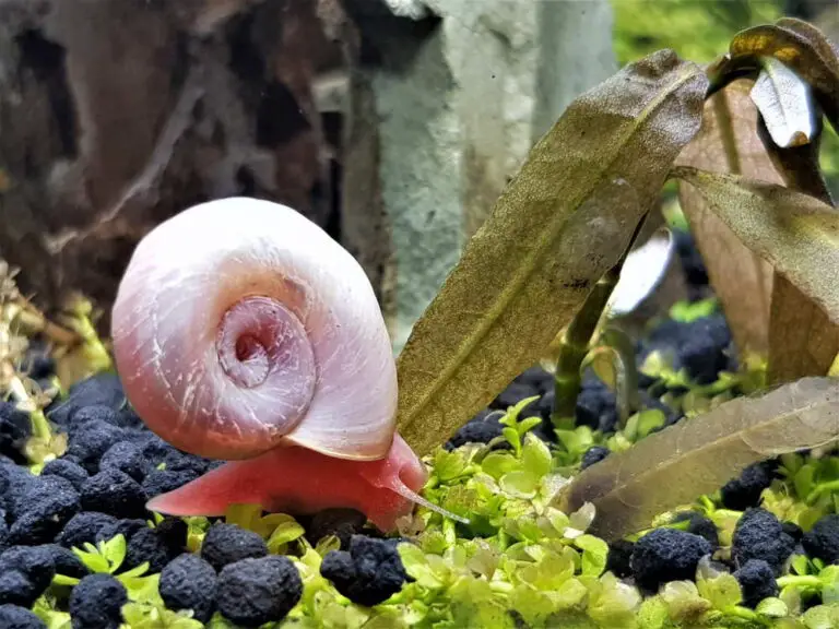 How to Get Rid of Bladder Snails in Aquarium?