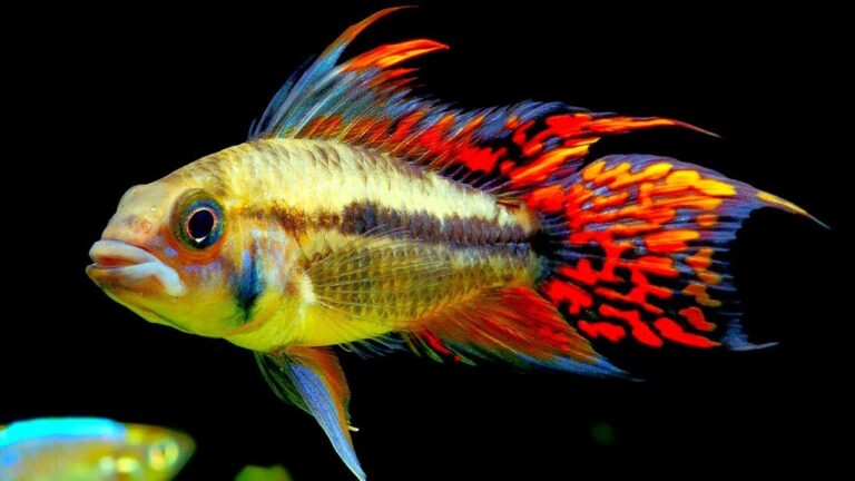 Best Freshwater Fish for 15 Gallon Tank