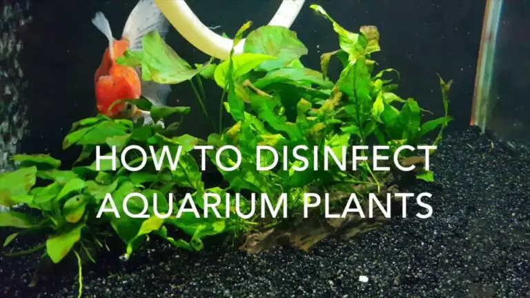 How to Disinfect Aquarium Plants?