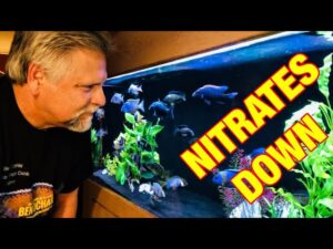 Image result for How To Lower Nitrates In Fish Tank Naturally? - Aquariumia