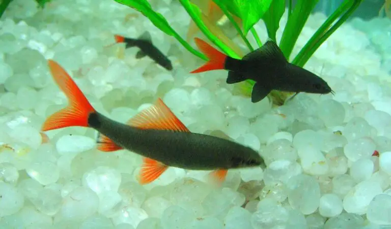 Red Tail Shark Tank Mates