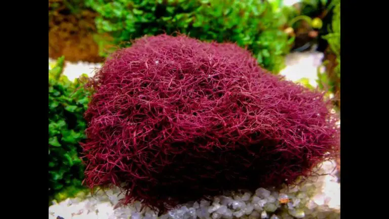Red Moss Aquarium