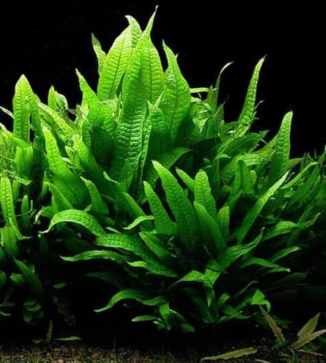 https://aquariumia.com/aquarium-plants-that-dont-require-co2/