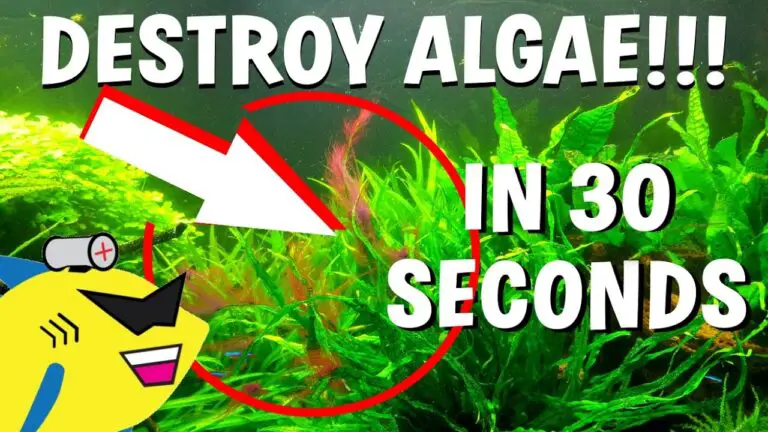How to Get Rid of Algae in Fish Tank Naturally?