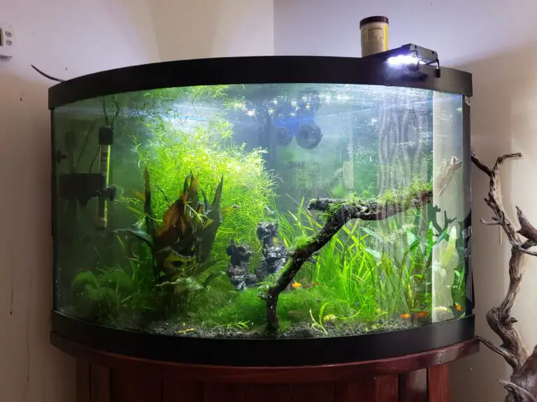 54 Gallon Bow Front Aquarium