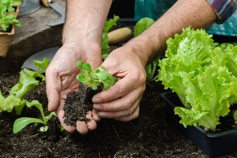 Does Hydrogen Peroxide Kill Beneficial Bacteria in Aquarium?