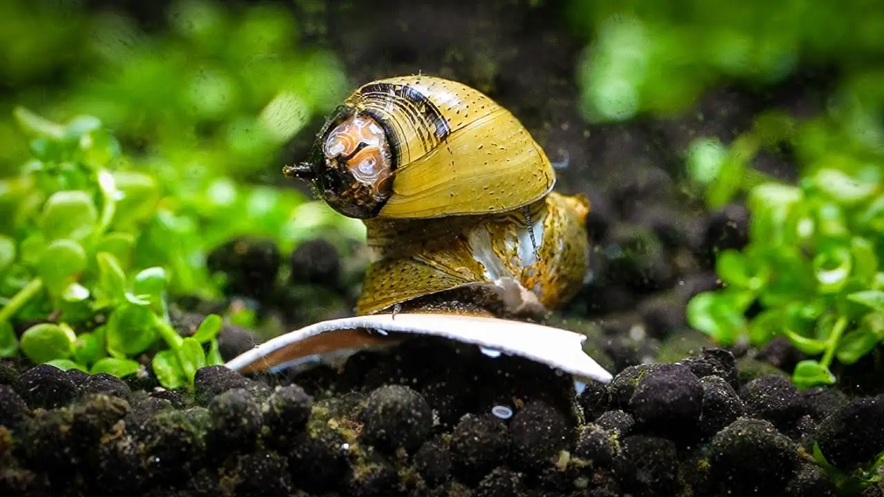 How to Add Calcium to Aquarium for Snails? - Aquariumia