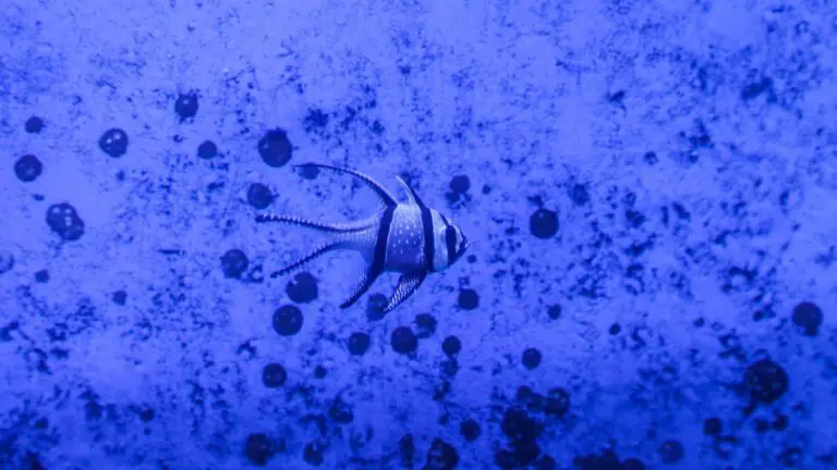 How Long to Leave Methylene Blue in Tank?