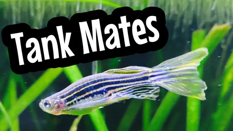 Zebra Danio Tank Mates