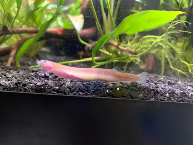 https://aquariumia.com/blog/page/30/